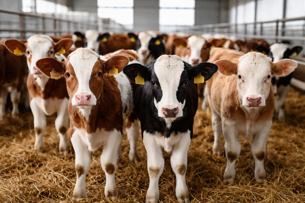 گوساله‌های سالم قطع شیر در مرکز فروش، آماده پرواربندی و خرید مستقیم از دامدار.