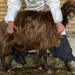 فروش 9 رأس دام زنده – میش و بره سالم و جوان با شرایط عالی