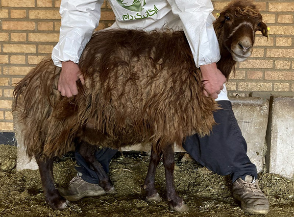 فروش 9 رأس دام زنده – میش و بره سالم و جوان با شرایط عالی