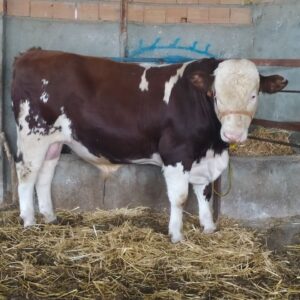 فروش گوساله نر سیمینتال خالص پرواری