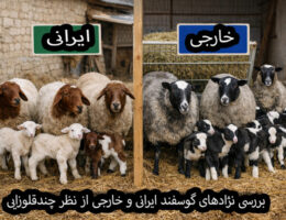 مقایسه گوسفند چندقلوزا ایرانی و خارجی در دامداری