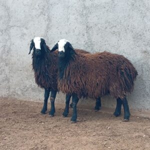 گوسفند قزل افشار و اصیل شال